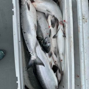 Cooler of kenosha salmon