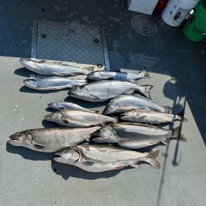 Fish on the deck!